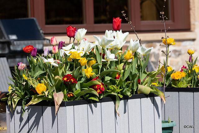 The Tulips Show - 700 planted in six containrs