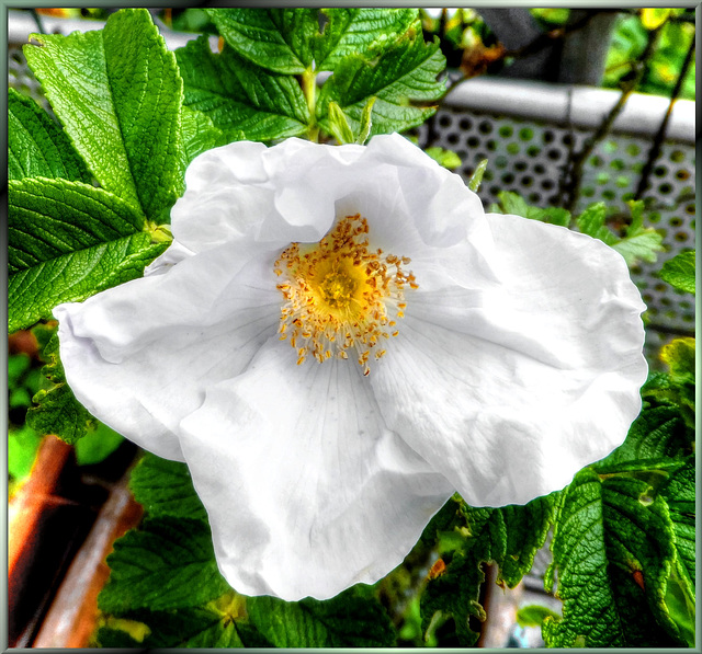 Frisch erblühte Heckenrose... ©UdoSm