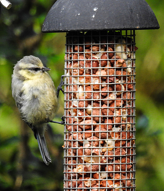 20230623 1154CPw [D~LIP] Blaumeise (Cyanistes caeruleus) [JV], Bad Salzuflen