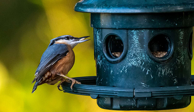 Nuthatch