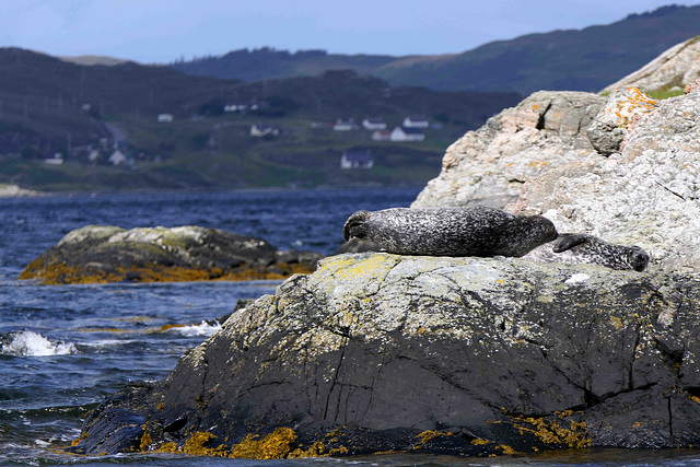 Loch Beag - Seals