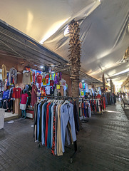 Cocotiers commerciaux en perspective - Kaka 22 en vue