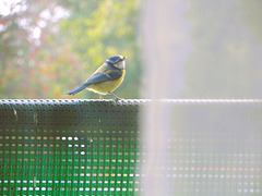 ca sent la neige dis la mésange bleue