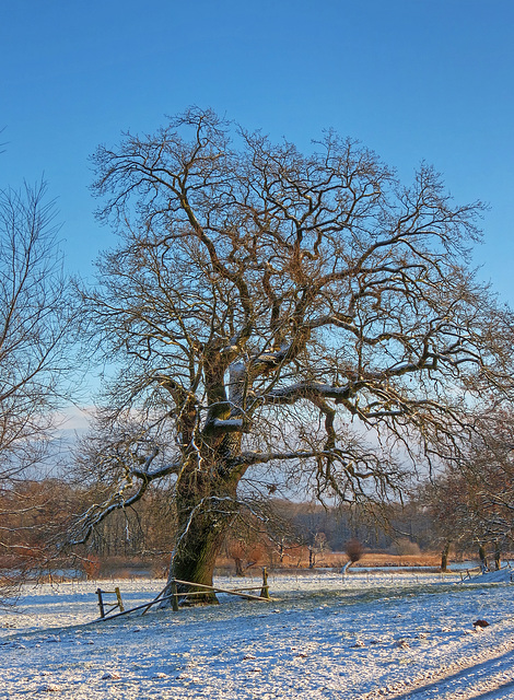 Eiche am Stuerschen See