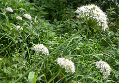 Chinesischer Lauch  (Allium odorum)