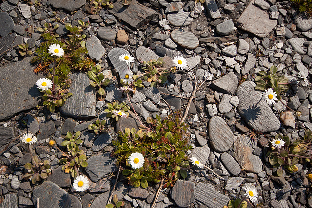 Life amongst the Easdale slate