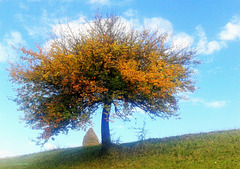 Tree with  a unusual hairstyle