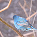 Indigo Buntings