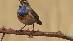 20180403 3465CP~V [D~AUR] Blaukehlchen, Leybucht Greetsiel