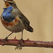 20180403 3465CP~V [D~AUR] Blaukehlchen, Leybucht Greetsiel