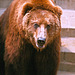 Kamsjatka Bear the Biggest
