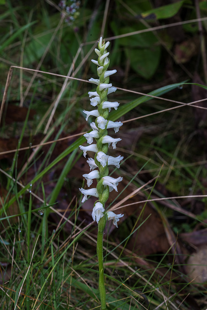 Spiranthes cernua (Nodding Ladies'-tresses orchid)