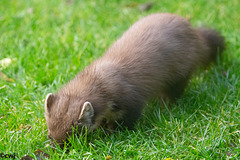 The Pine Marten at breakfast
