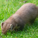 The Pine Marten at breakfast