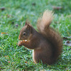 Taking turnabouts with the Pine Marten at the breakfast buffet!