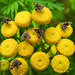 20210831 2770CPw [D~LIP] Rainfarn (Tanacetum vulgare), Brennnessel-Spreizflügelfalter (Anthophila fabriciana), UWZ, Bad Salzuflen