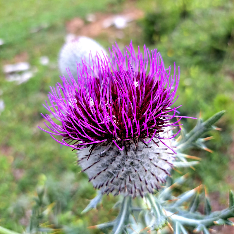 Wollkopf-Kratzdistel (Cirsium eriophorum)