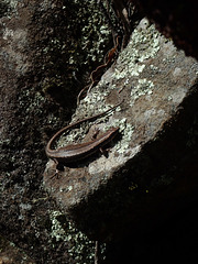 Southern Grass Skink