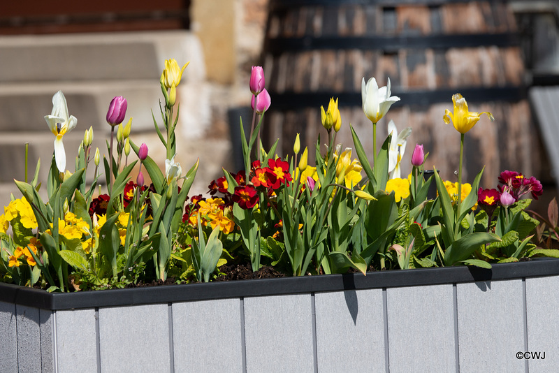 The Tulips Show - 700 planted in six containrs