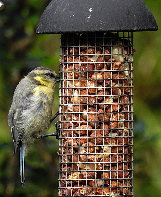 20230623 1155CPw [D~LIP] Blaumeise (Cyanistes caeruleus) [JV], Bad Salzuflen