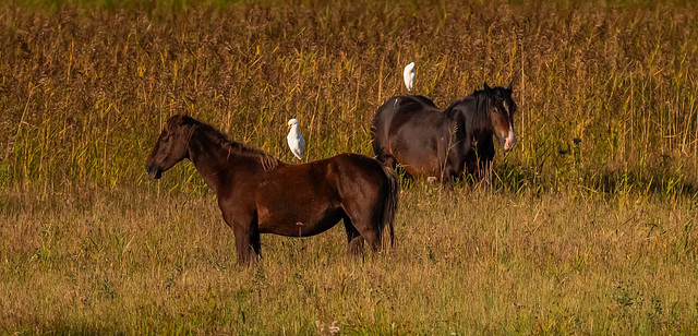 Cattle egrets