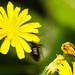 20230717 2265CPw [D~LIP] Kleinköpfiger Pippau (Crepis capillaris), Glockenblumen-Scherenbiene (Chelostoma rapunculi), Bad Salzuflen