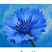 Kornblumenblau  ❁