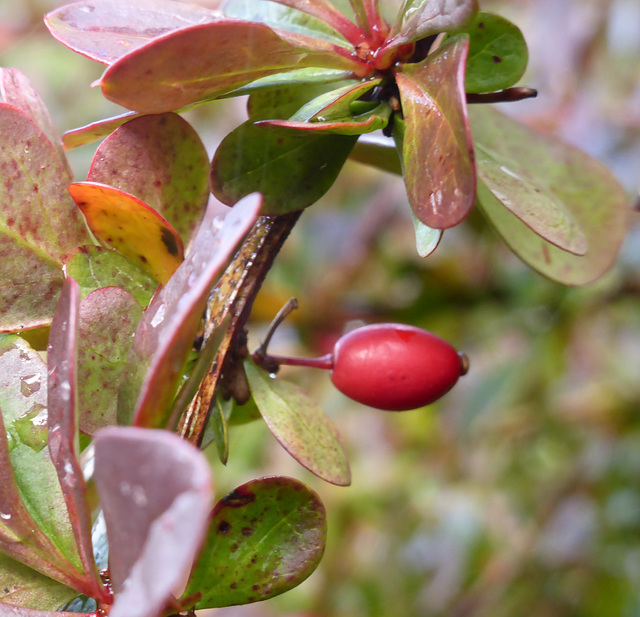 Berberitze (Berberis vulgaris)