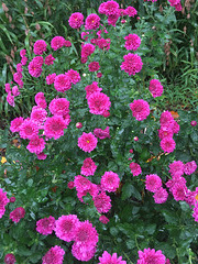 IMG 9877