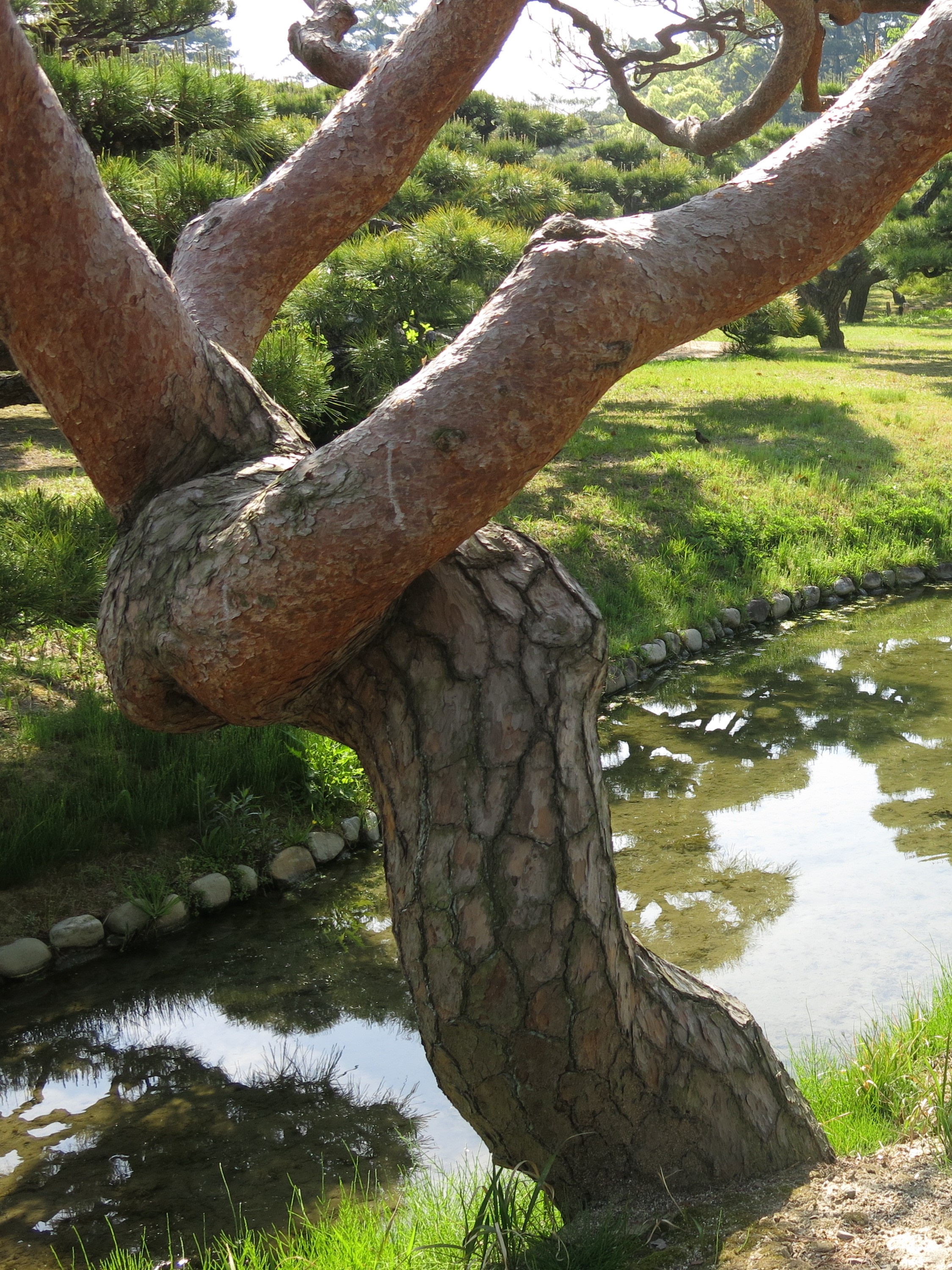 Jardin du Ritsurin-koen, Takamatsu (Ile de Shikoku, Japon)