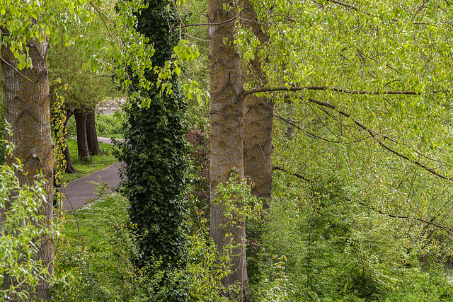 Trees with a Canon EF 35-105mm f/3.5-4.5 Lens