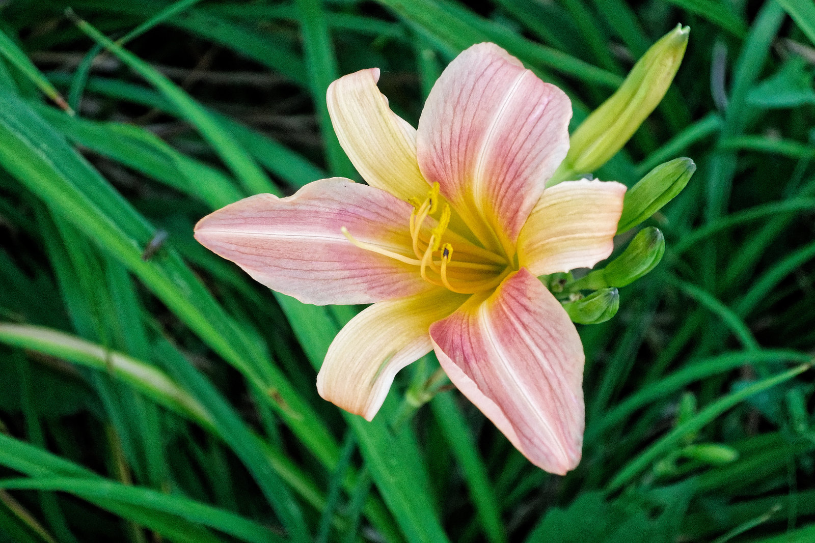 Daylily