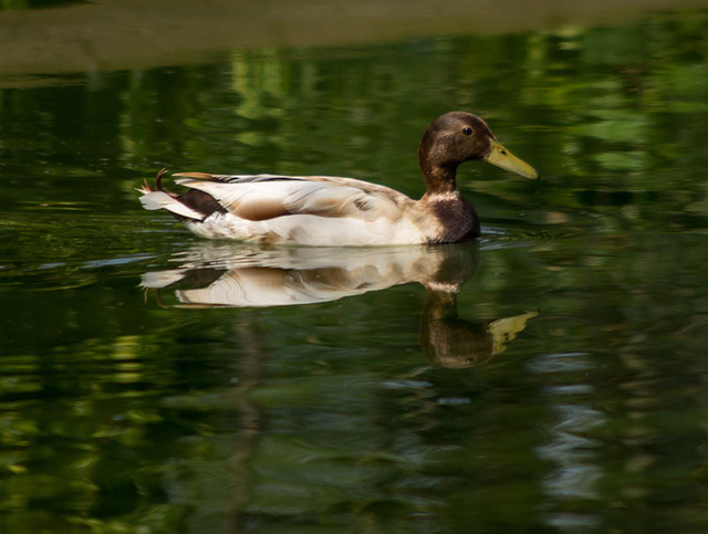 Visitor to Chester Zoo