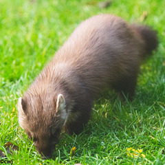 The Pine Marten at breakfast