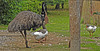 20190901 5554CPw [D~VR] Emu, Gans, Vogelpark Marlow