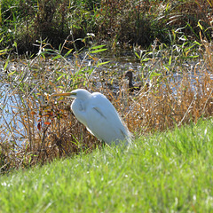 Great egret