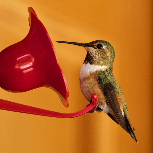 Hummingbirds!