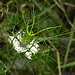 20210720 1838CPw [D~LIP] Damaszener Schwarzkümmel (Nigella damascena), Bad Salzuflen
