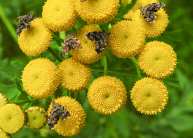 20210831 2771CPw [D~LIP] Rainfarn (Tanacetum vulgare), Brennnessel-Spreizflügelfalter (Anthophila fabriciana), UWZ, Bad Salzuflen