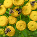 20210831 2771CPw [D~LIP] Rainfarn (Tanacetum vulgare), Brennnessel-Spreizflügelfalter (Anthophila fabriciana), UWZ, Bad Salzuflen
