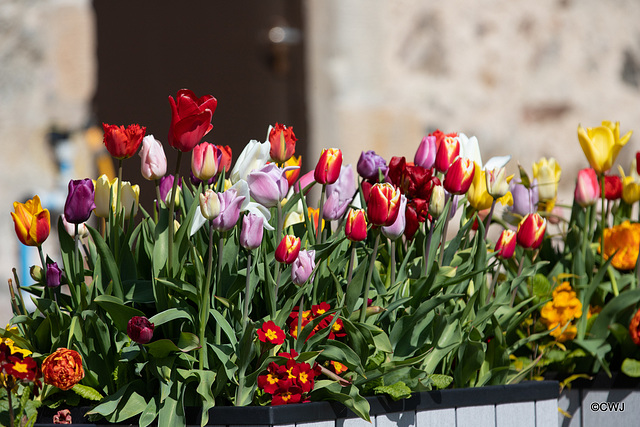 The Tulips Show - 700 planted in six containrs