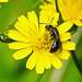 20230717 2267CPw [D~LIP] Kleinköpfiger Pippau (Crepis capillaris), Glockenblumen-Scherenbiene (Chelostoma rapunculi), Bad Salzufle