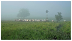 28 Une brume vachement épaisse...