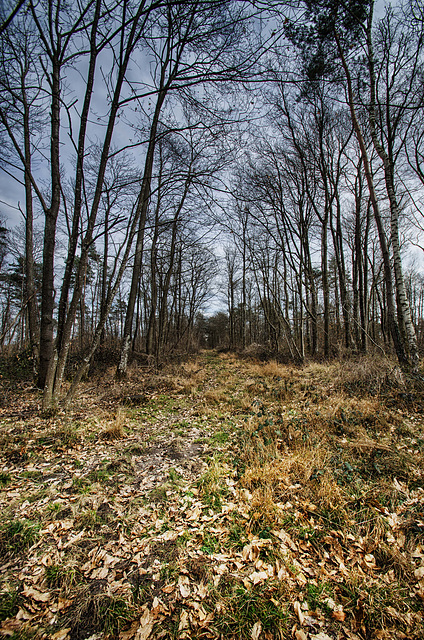 Forêt de Fontainebleau