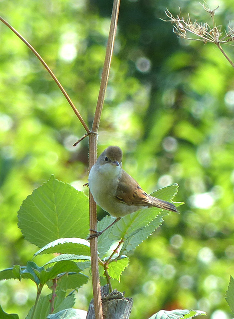 Fauvette grisette  (Sylvia communis)  (Common Whitethroat)