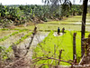 71 Rice Paddy & Workers