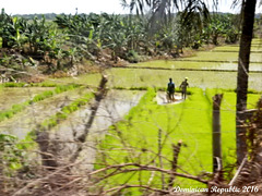 71 Rice Paddy & Workers