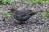 20150314 7343VRTw [D~RI] Amsel (Turdus merula) [Schwarzdrossel] [w], Rinteln