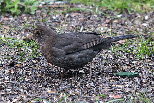 20150314 7343VRTw [D~RI] Amsel (Turdus merula) [Schwarzdrossel] [w], Rinteln