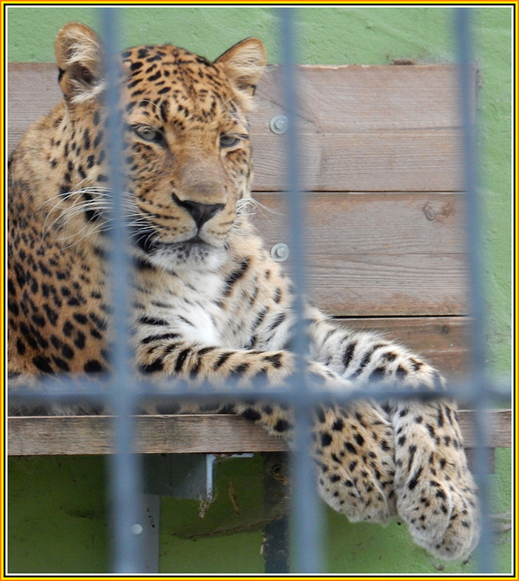 China- Leopard im Zoo Hoyerswerda